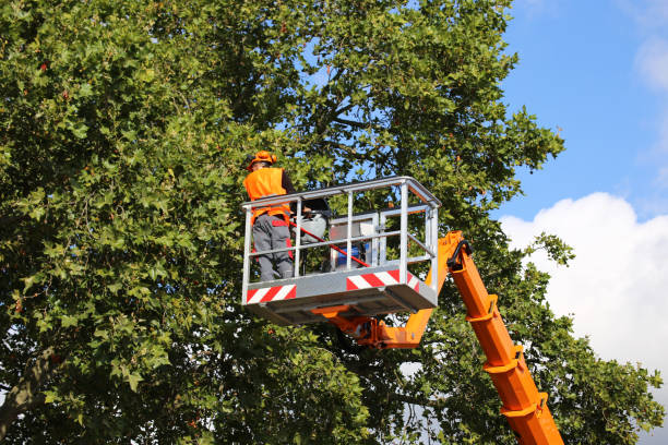 Best Tree Removal  in Grand Ronde, OR